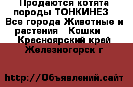 Продаются котята породы ТОНКИНЕЗ - Все города Животные и растения » Кошки   . Красноярский край,Железногорск г.